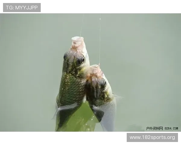 博鱼体育全面解析：最新赛事动态与专业竞技资讯全覆盖