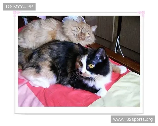 猫先生在旧巷深夜守护流浪伙伴寻找温暖归途与希望的奇妙故事 猫先生在旧巷深夜守护流浪伙伴寻找温暖归途与希望的奇妙故事